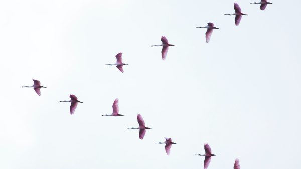 samenwerking in onderwijs; organiseren