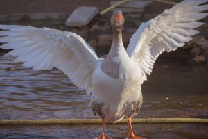 wortels en vleugels