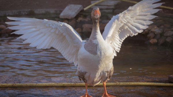 wortels en vleugels